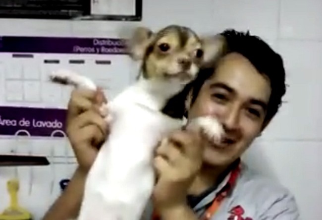Indignante video que muestra a personal de la tienda Maskota maltratando animales.