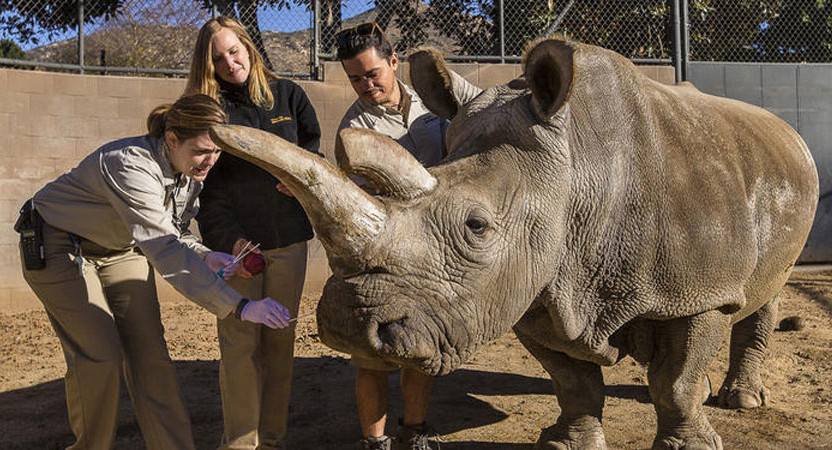 Muere “Nola” un rinoceronte blanco. Sólo quedan tres en el mundo.