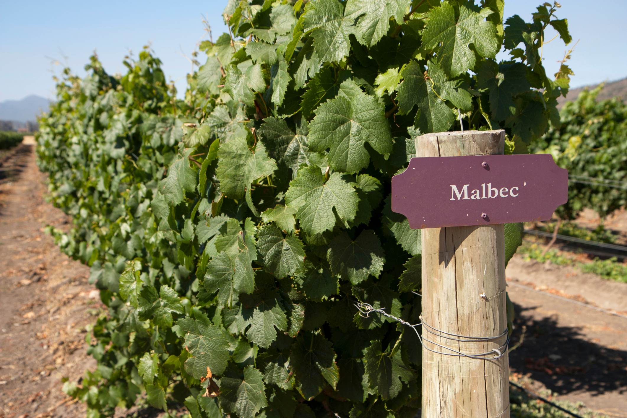Vineyard - Malbec