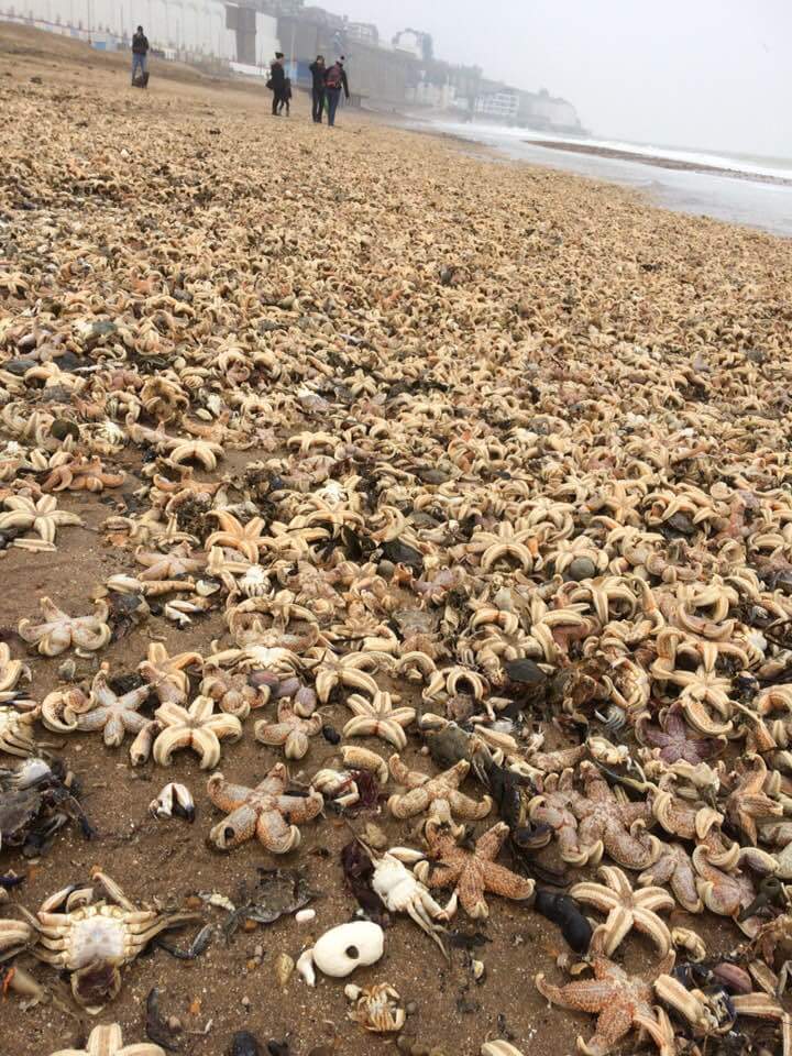 Aparecen miles de estrellas de mar muertas en playas de Inglaterra.
