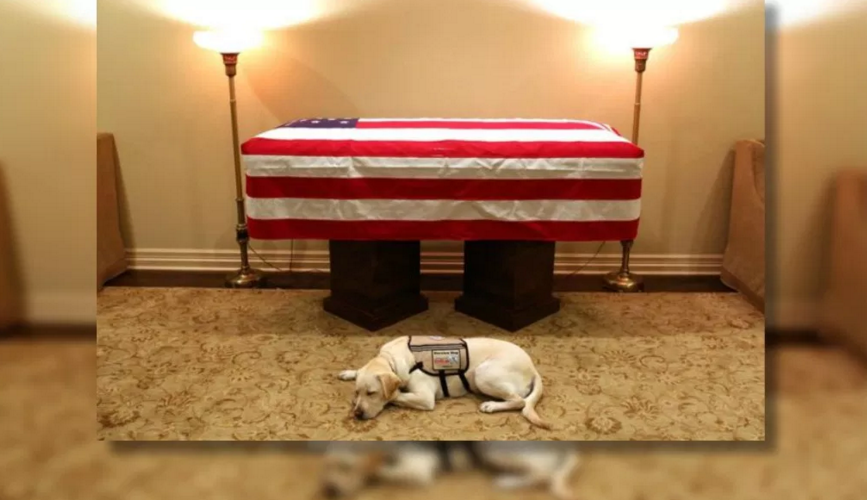 “Sully” el fiel compañero de George H. W. Bush lo acompañó hasta su último día de su vida