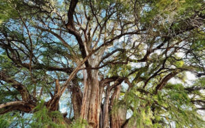 El árbol del Tule es uno de los más emblemáticos de México.