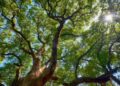 Hoy se conmemora el “Día mundial del árbol 2026”