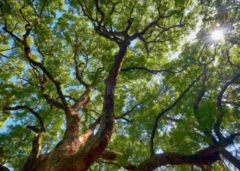 Hoy se conmemora el “Día mundial del árbol 2026”