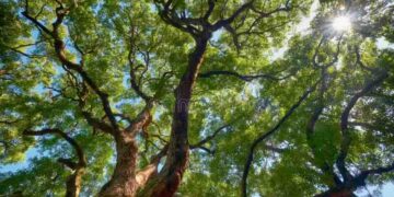 Hoy se conmemora el “Día mundial del árbol 2026”