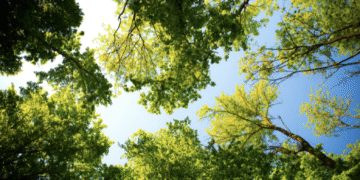 28 de junio “Día mundial del árbol”