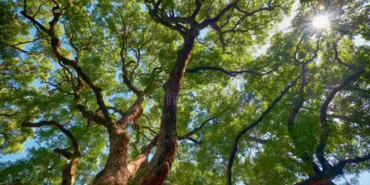 Hoy se conmemora el “Día mundial del árbol 2026”