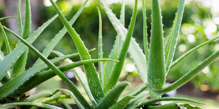 Los beneficios del “Aloe Vera” para la salud