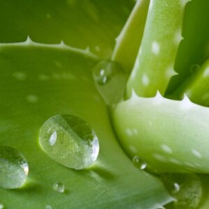 Delineador de cejas de "Aloe Vera"