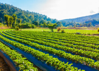 9 de septiembre se celebra el “Día Mundial de la Agricultura”