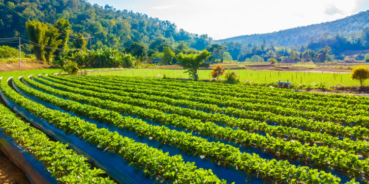 9 de septiembre se celebra el “Día Mundial de la Agricultura”