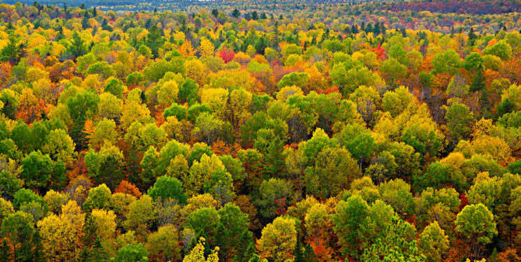 La importancia de los bosques para el desarrollo sostenible de la humanidad
