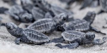 “Día Mundial de las Tortugas Marinas”