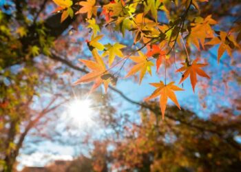 Cómo preparanos para recibir la temporada de otoño 2026