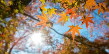 Cómo preparanos para recibir la temporada de otoño 2026