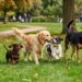 Celebran en el mundo “Día mundial del perro” 2026