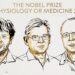 Brindan el Premio Nobel de Fisiología y Medicina 2026