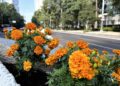 Alebrijes y flores de cempasúchil para disfrutar Paseo de la Reforma