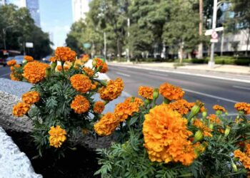 Alebrijes y flores de cempasúchil para disfrutar Paseo de la Reforma